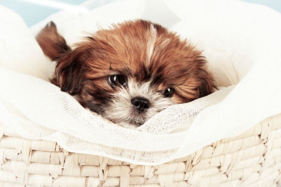 Pet-Photography-001
