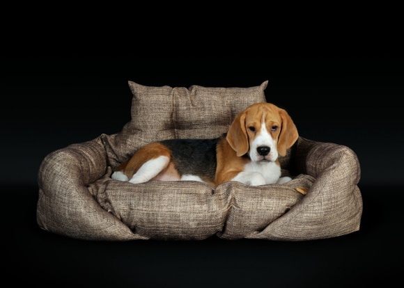 Pet-Photography-002