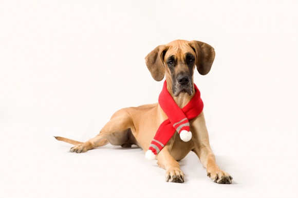 Pet-Photography-004