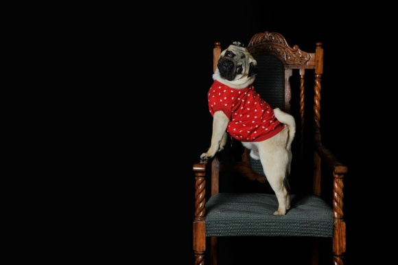 Pet-Photography-006