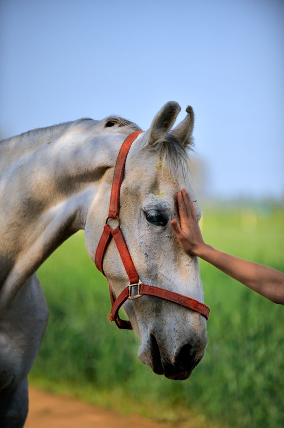 Pet-Photography-008