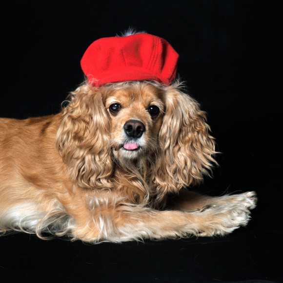 Pet-Photography-009