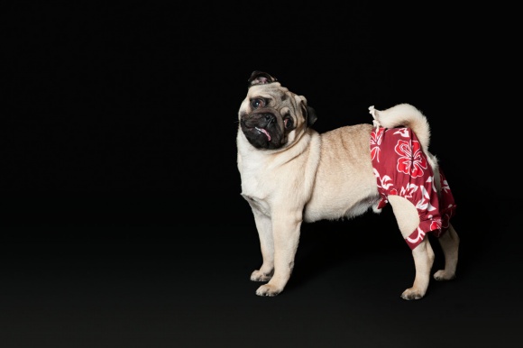 Pet-Photography-011