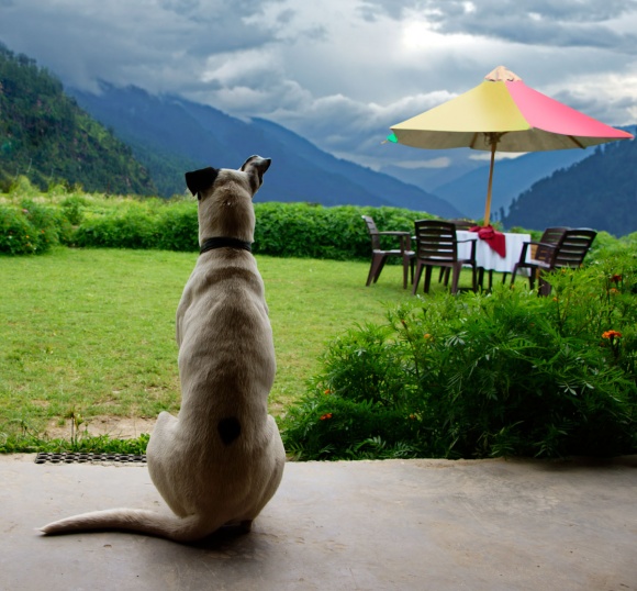 Pet-Photography-013