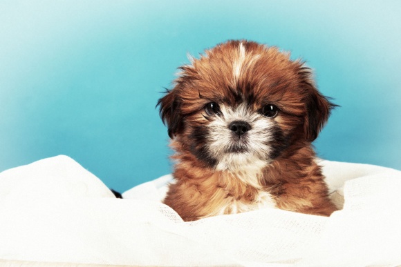 Pet-Photography-014