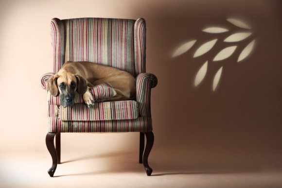 Pet-Photography-015