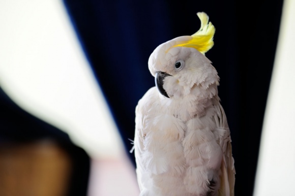 Pet-Photography-016