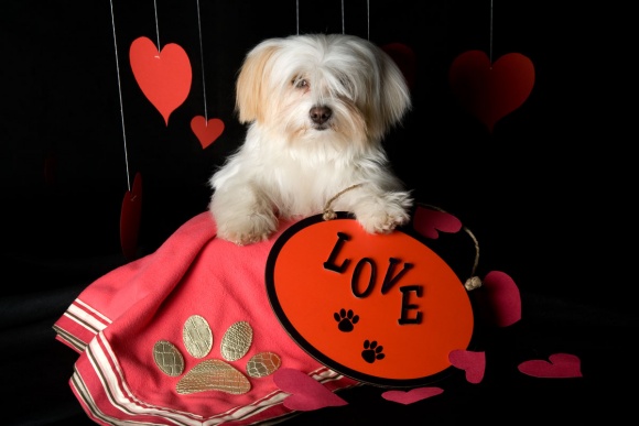 Pet-Photography-023